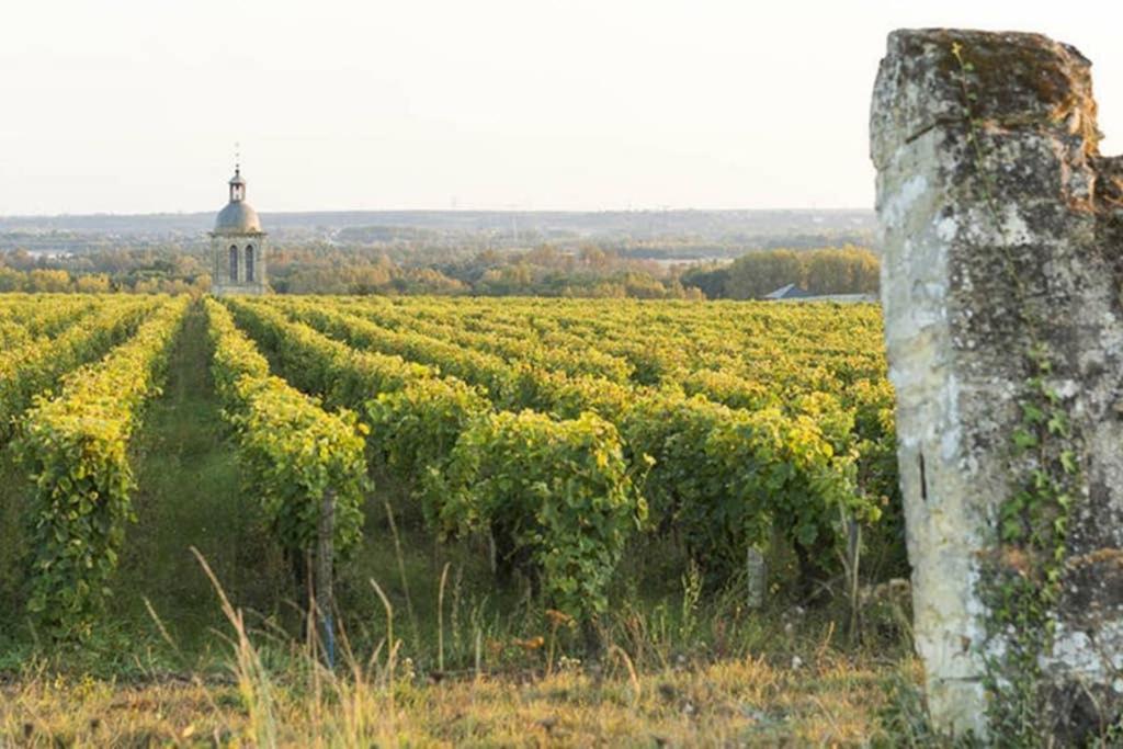 Studio Au Coeur Des Vignes Lejlighed Montlouis-sur-Loire Eksteriør billede